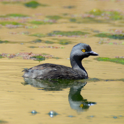 Least Grebe